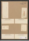 Cymatopleura sp. (de-Toni-Nr.: Genus 54) Zeichnungen Sammlung Grunow Nr. 4866 (NHMW-BOT-W0373048)